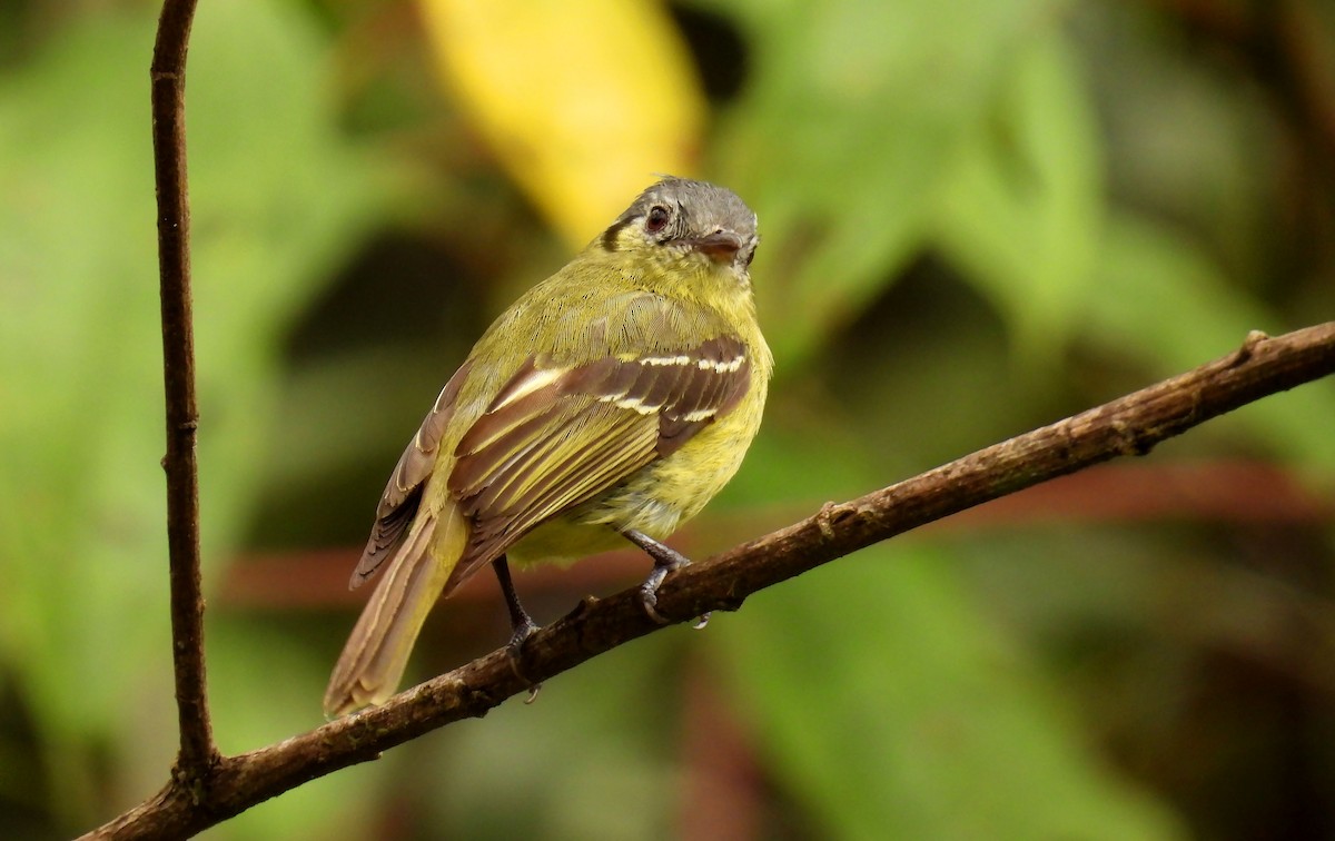 Ashy-headed Tyrannulet - ML646621083