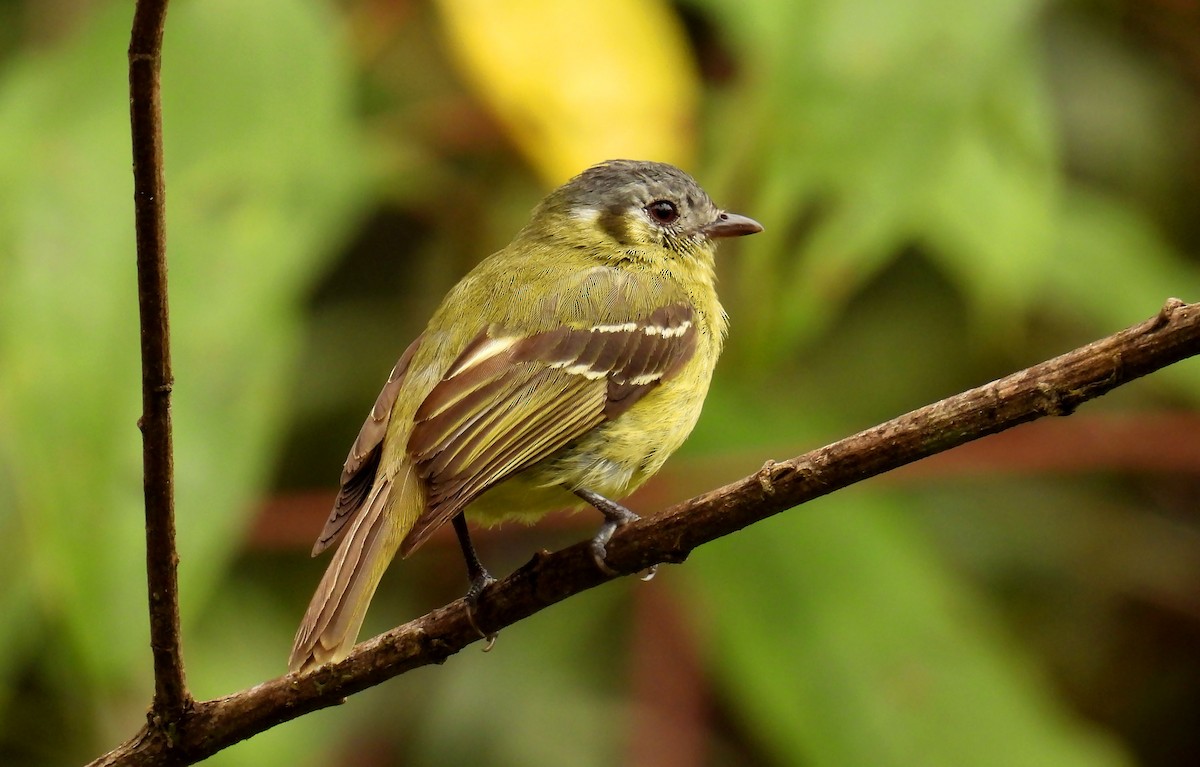 Ashy-headed Tyrannulet - ML646621084