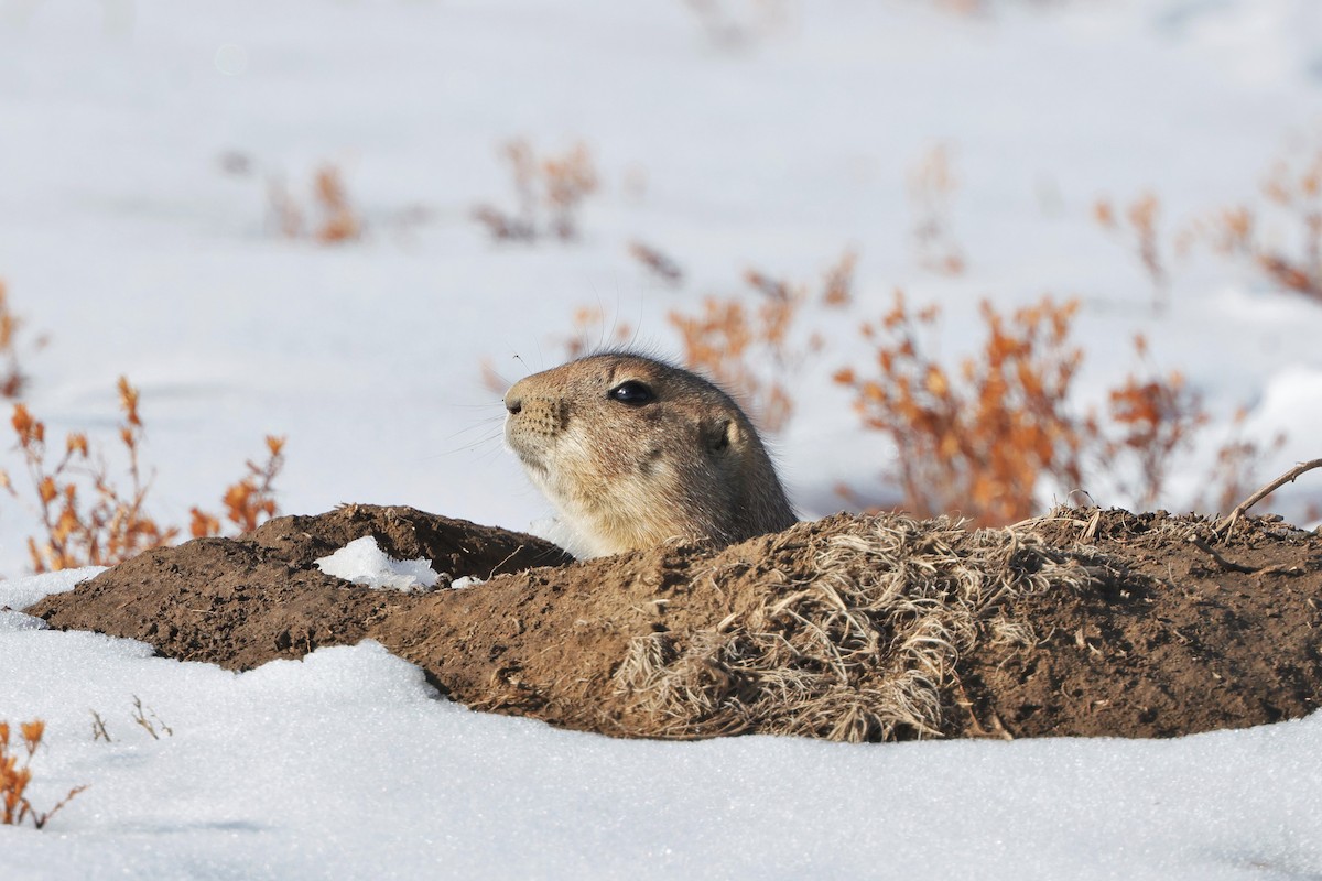 Black-tailed Prairie Dog - ML646621085