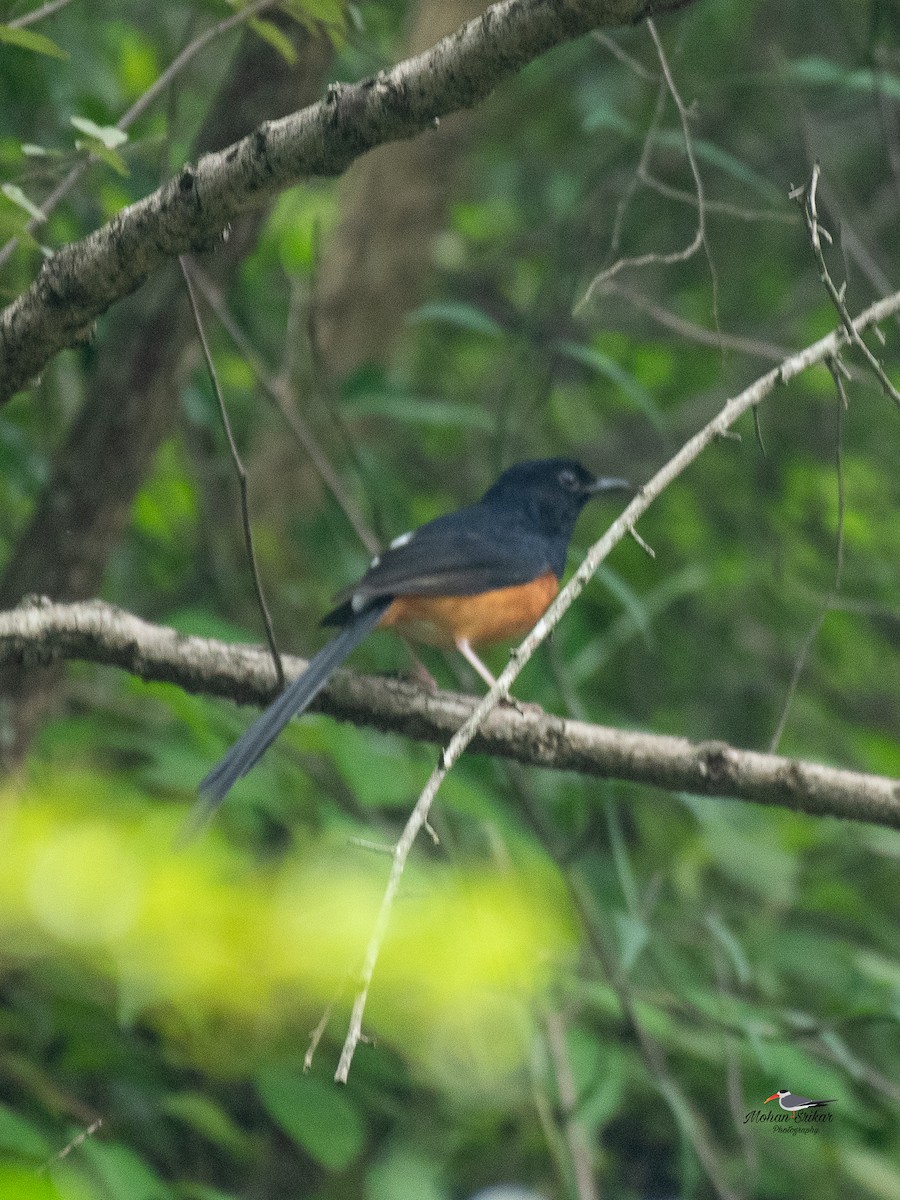 White-rumped Shama - ML646621086
