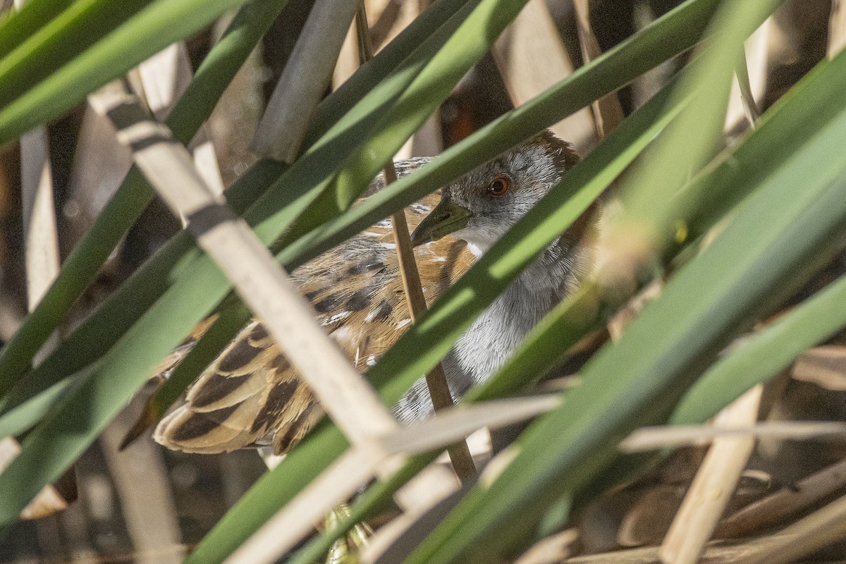 Baillon's Crake - ML646621087