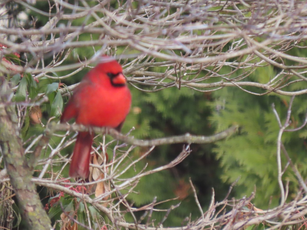 Cardenal Norteño - ML646621088