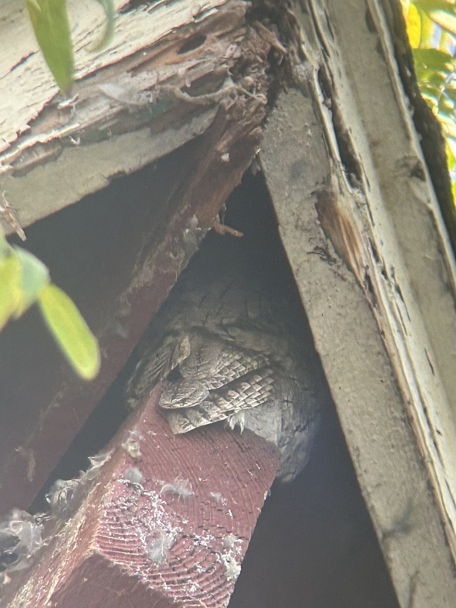 Western Screech-Owl - ML646621089