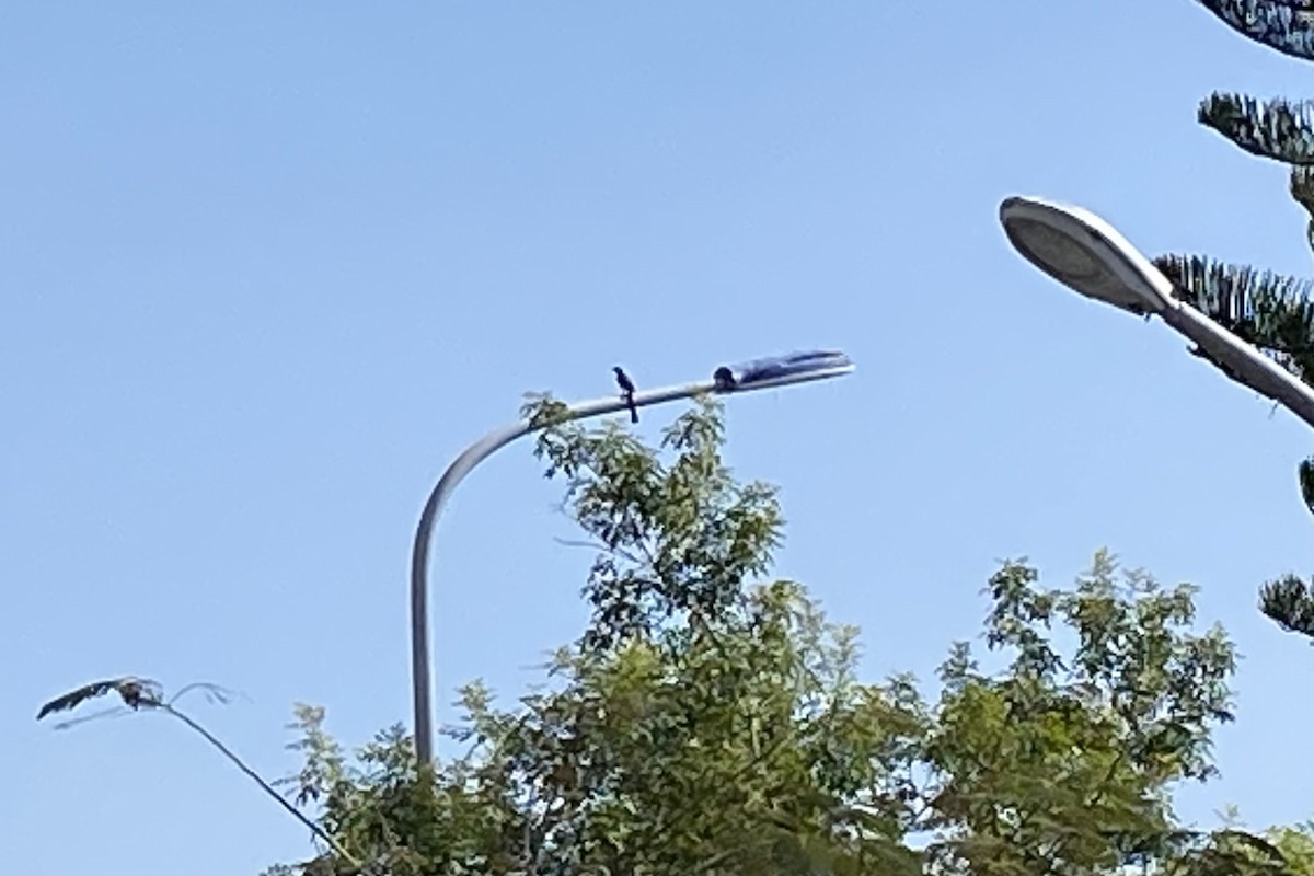 Gray Treepie - ML646621090