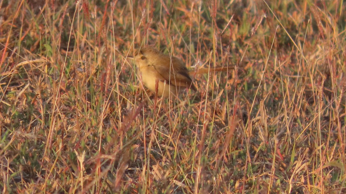 Plain Prinia - ML646621091