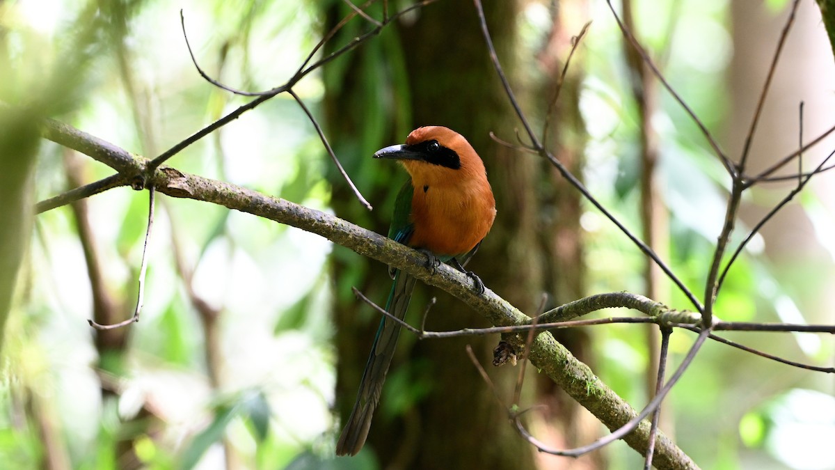 Rufous Motmot - ML646621092