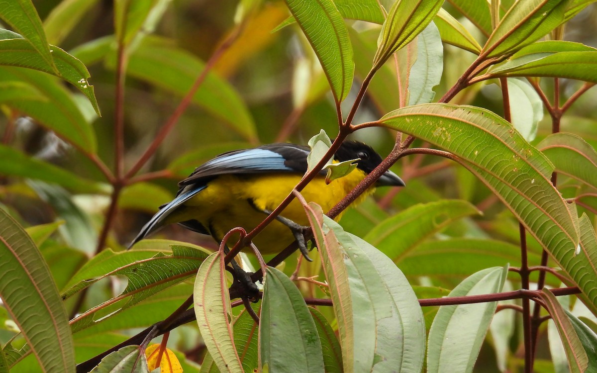Blue-winged Mountain Tanager - ML646621095