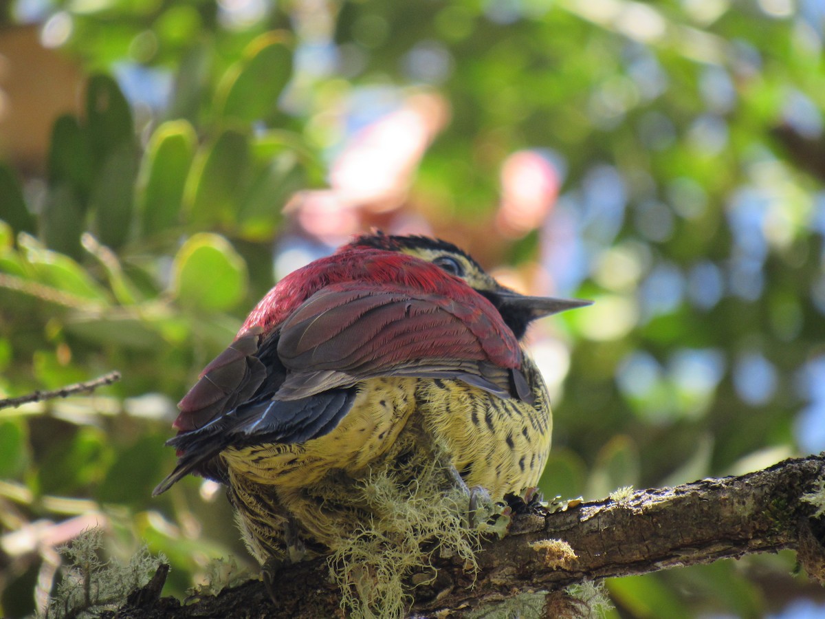 Crimson-mantled Woodpecker - ML646621097