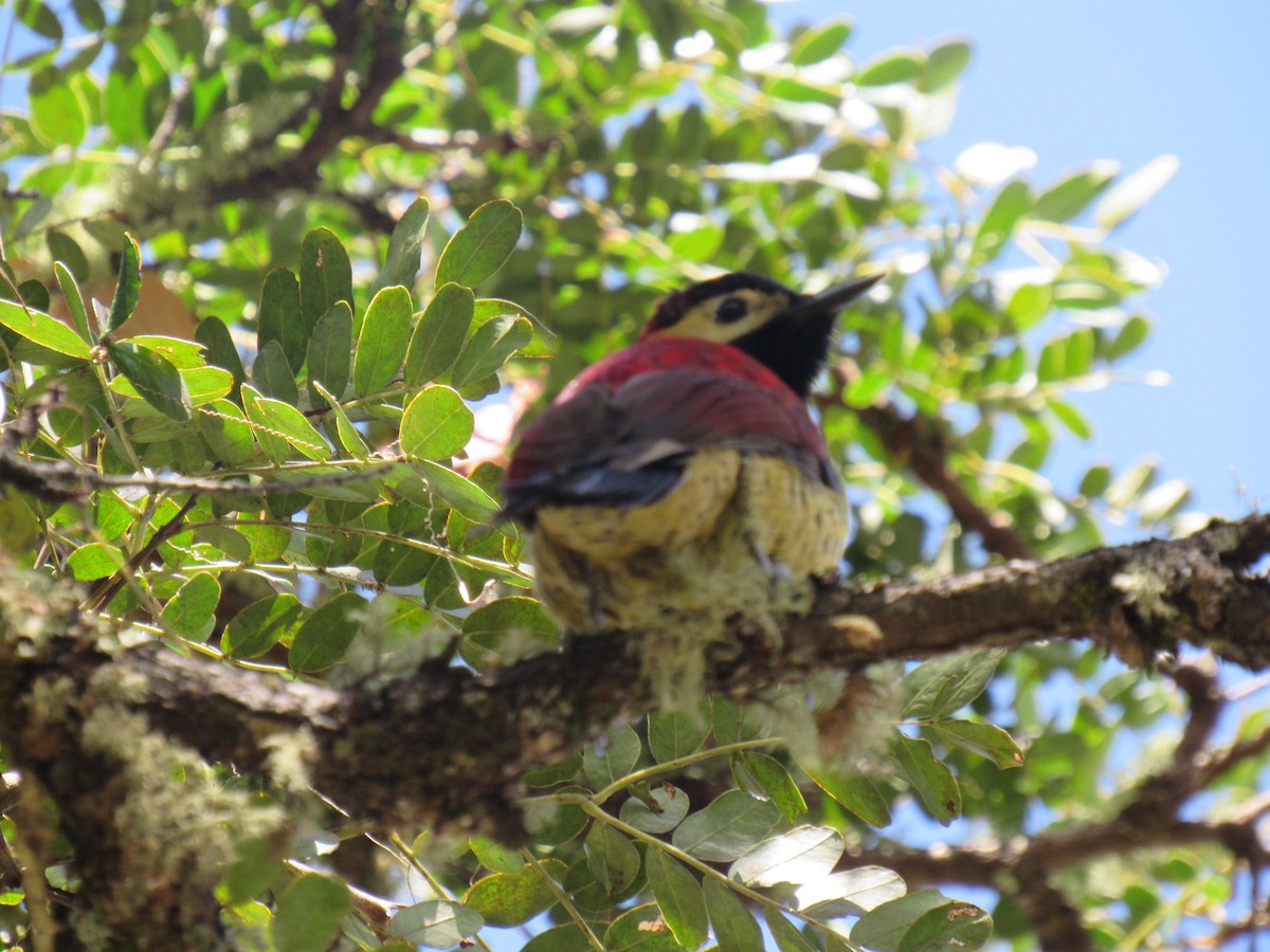 Crimson-mantled Woodpecker - ML646621098