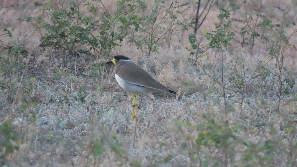 Yellow-wattled Lapwing - ML646621099