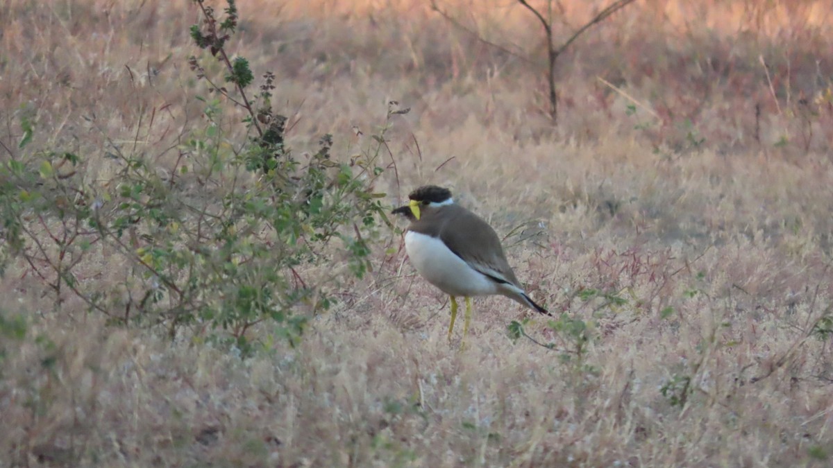 Yellow-wattled Lapwing - ML646621100