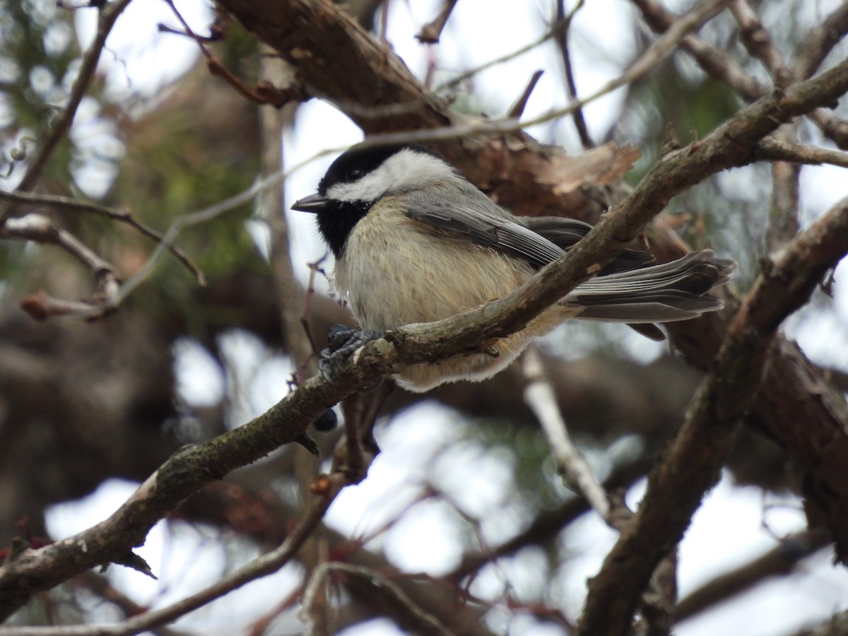 Carolina Chickadee - ML646621101