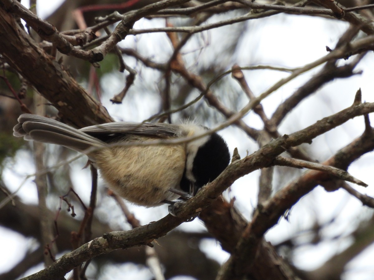Carolina Chickadee - ML646621102