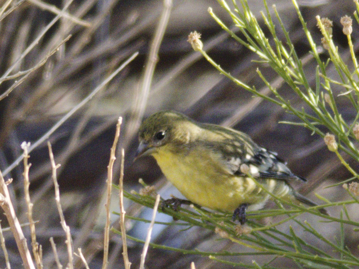 Lesser Goldfinch - ML646621103