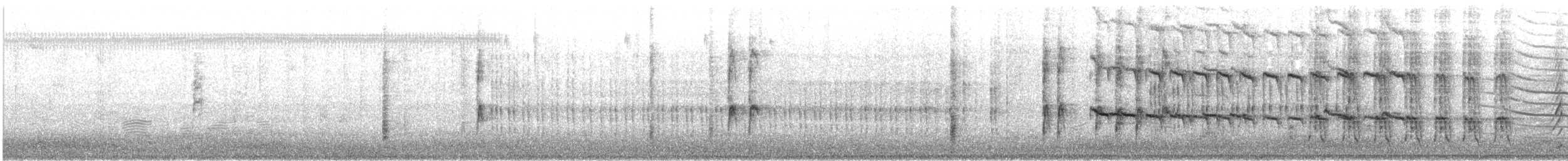 Great-tailed Grackle - ML646621104