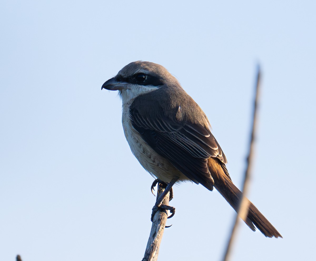 Brown Shrike - ML646621105