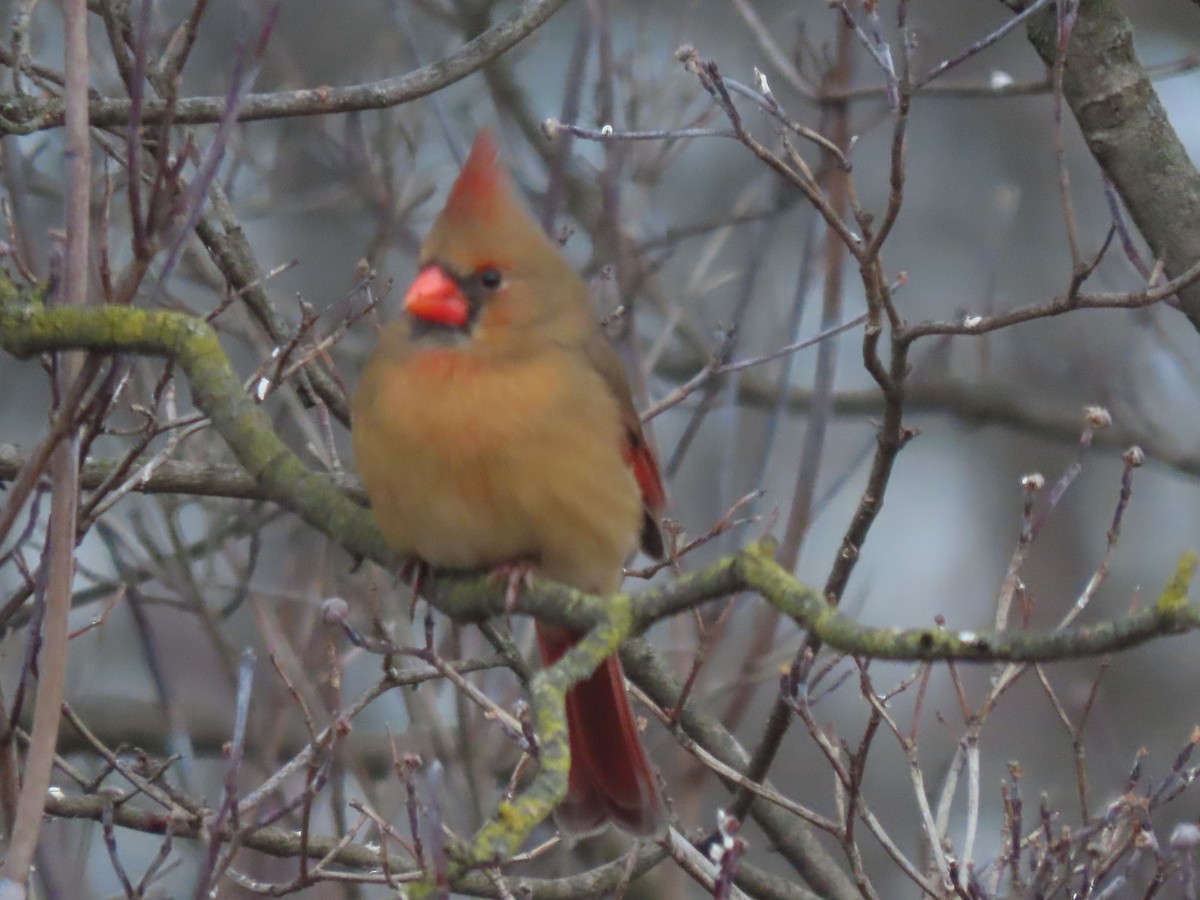 Northern Cardinal - ML646621106