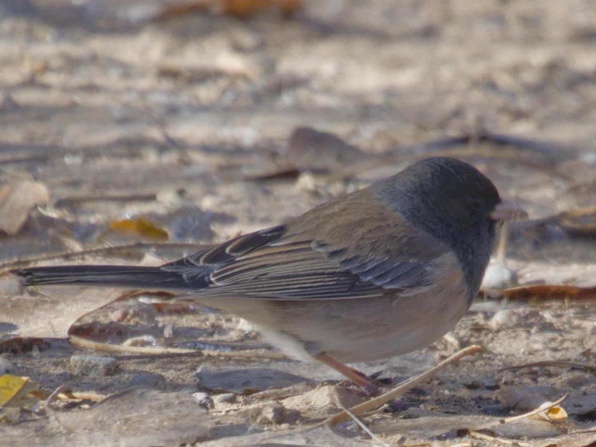 Dark-eyed Junco - ML646621107