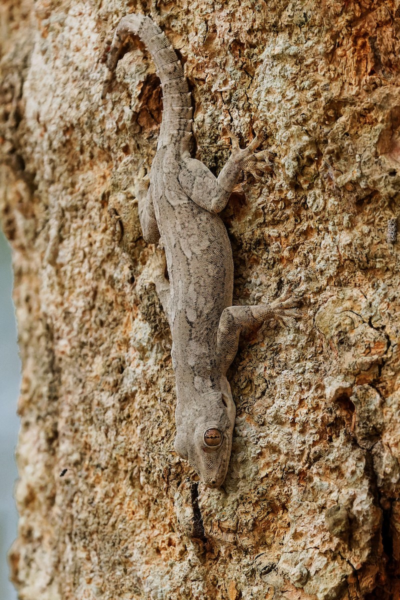 Bark Gecko - ML646621108