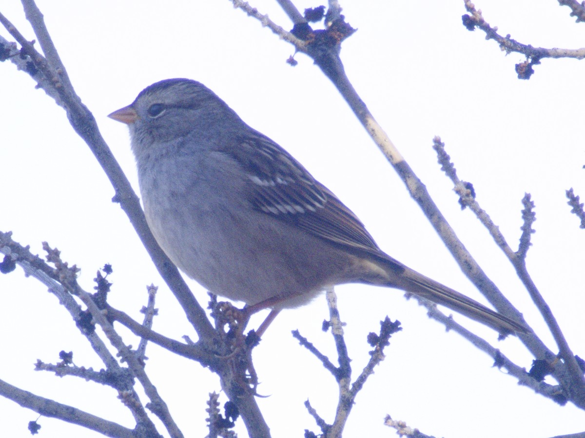 White-crowned Sparrow - ML646621109