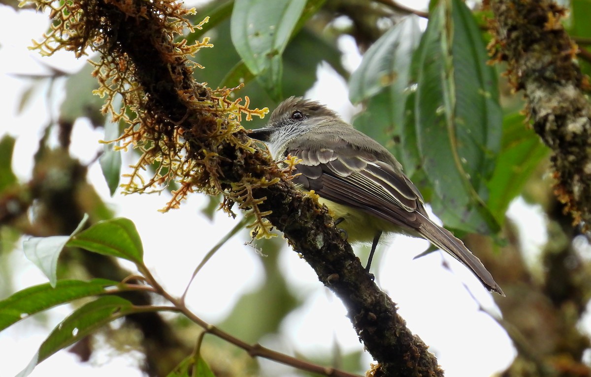 Pale-edged Flycatcher - ML646621110