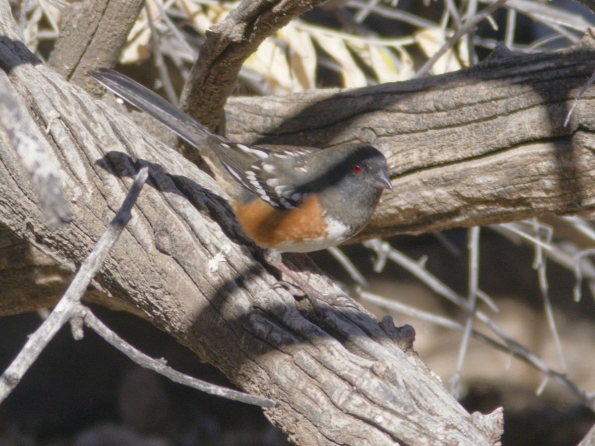Spotted Towhee - ML646621111
