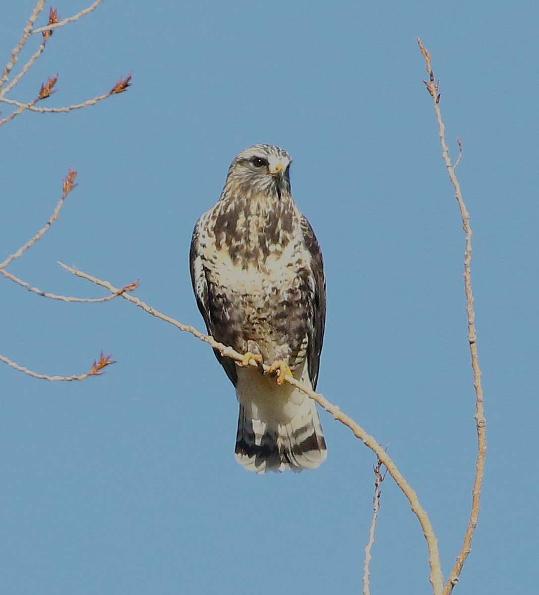 Rough-legged Hawk - ML646621112
