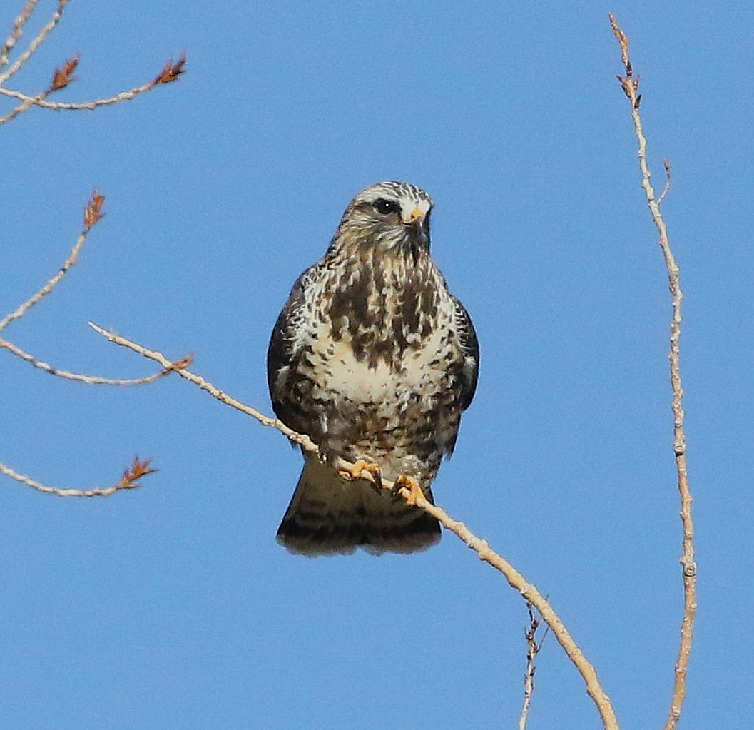 Rough-legged Hawk - ML646621113