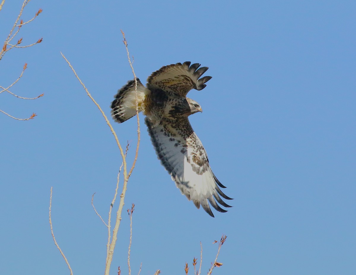 Rough-legged Hawk - ML646621114