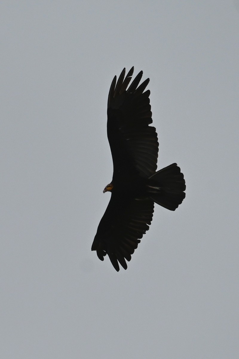 Greater Yellow-headed Vulture - ML646621115