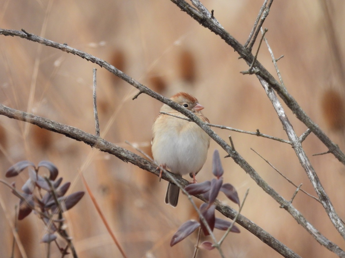 Field Sparrow - ML646621116