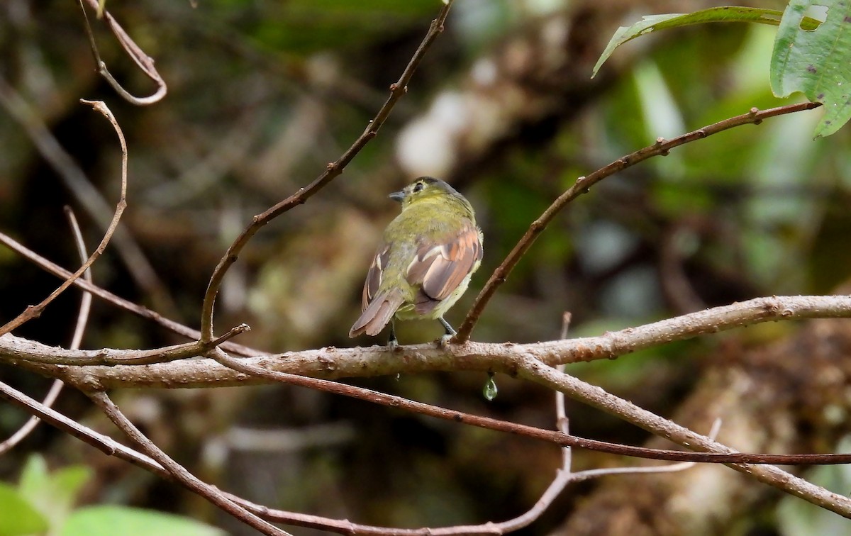 Barred Becard - ML646621117