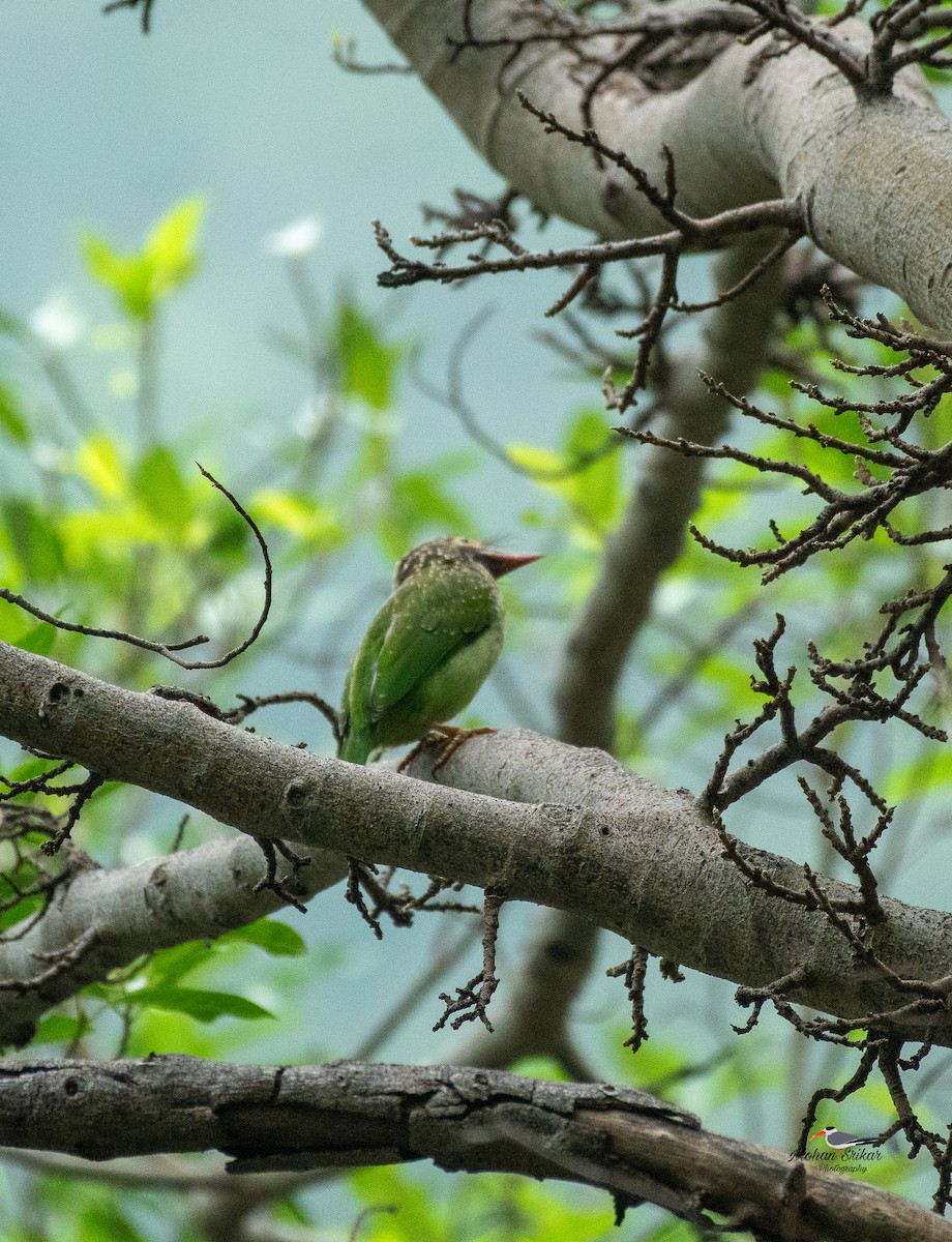 Brown-headed Barbet - ML646621118