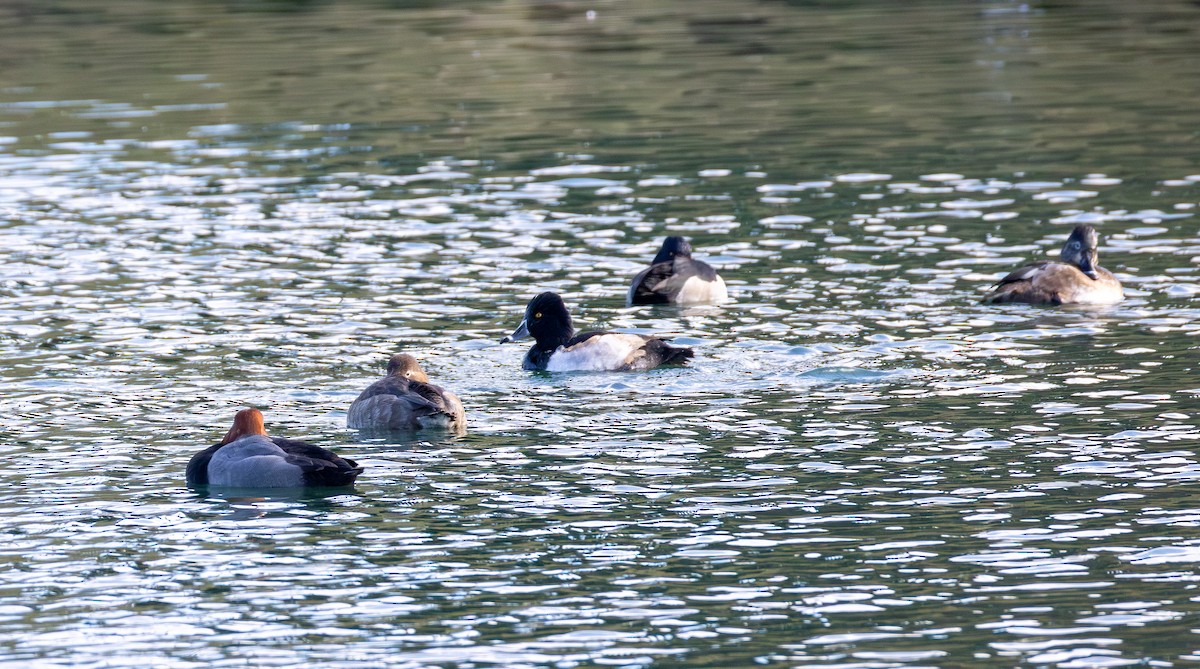 Ring-necked Duck - ML646621119