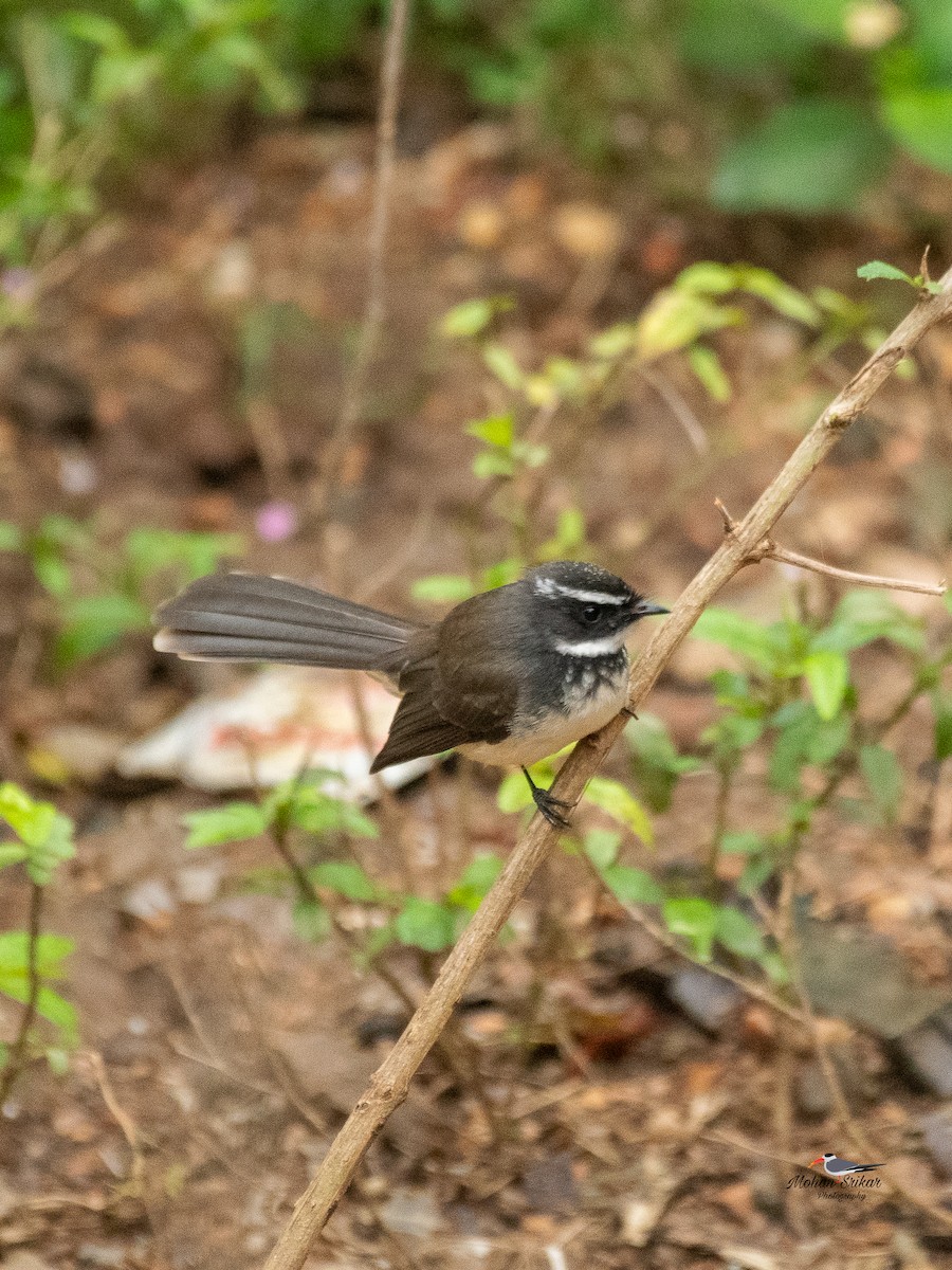 Spot-breasted Fantail - ML646621121