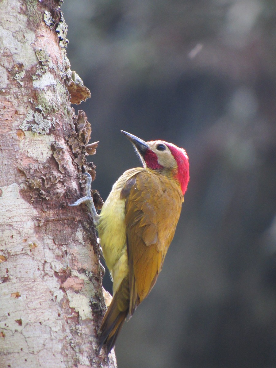 Golden-olive Woodpecker - ML646621122