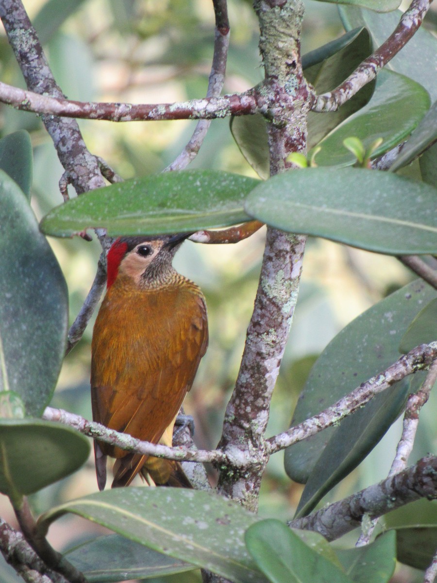 Golden-olive Woodpecker - ML646621123