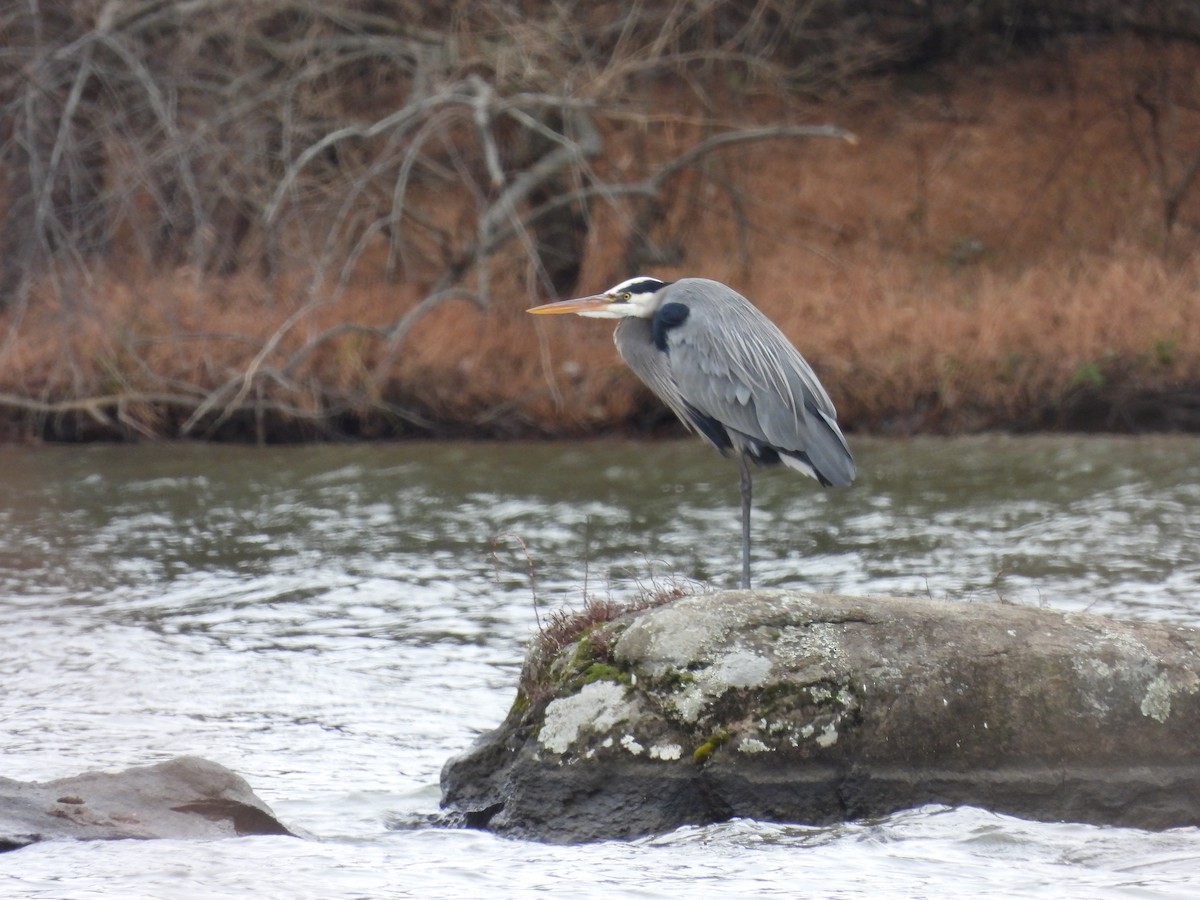 Great Blue Heron - ML646621124