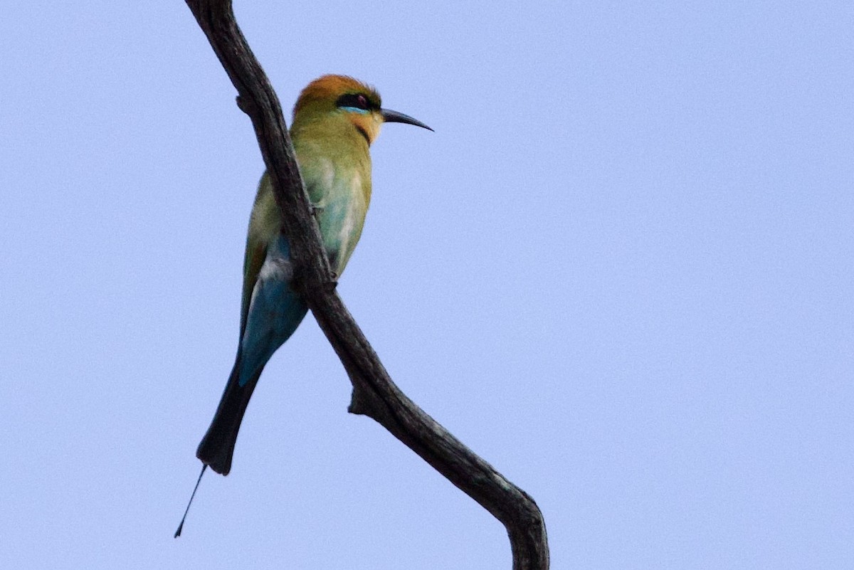 Rainbow Bee-eater - ML646621125