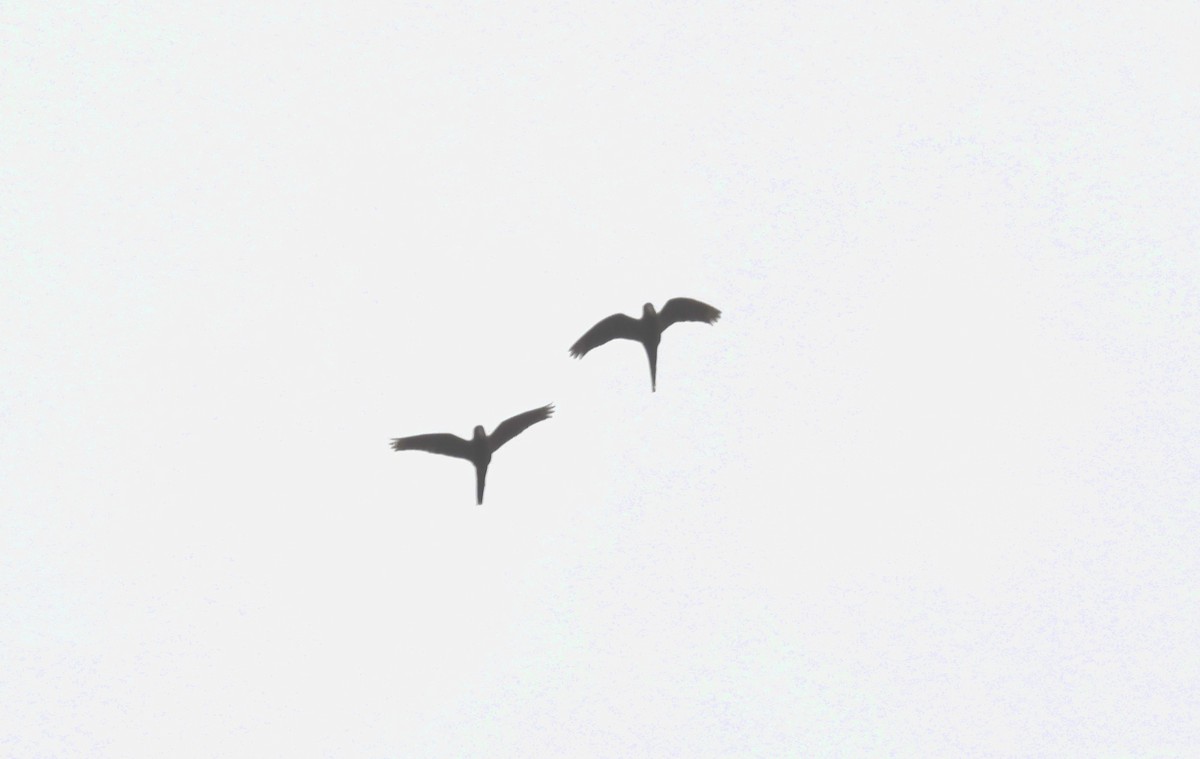 Military Macaw - ML646621126