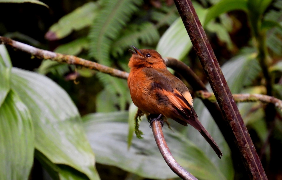 Cinnamon Flycatcher - ML646621127