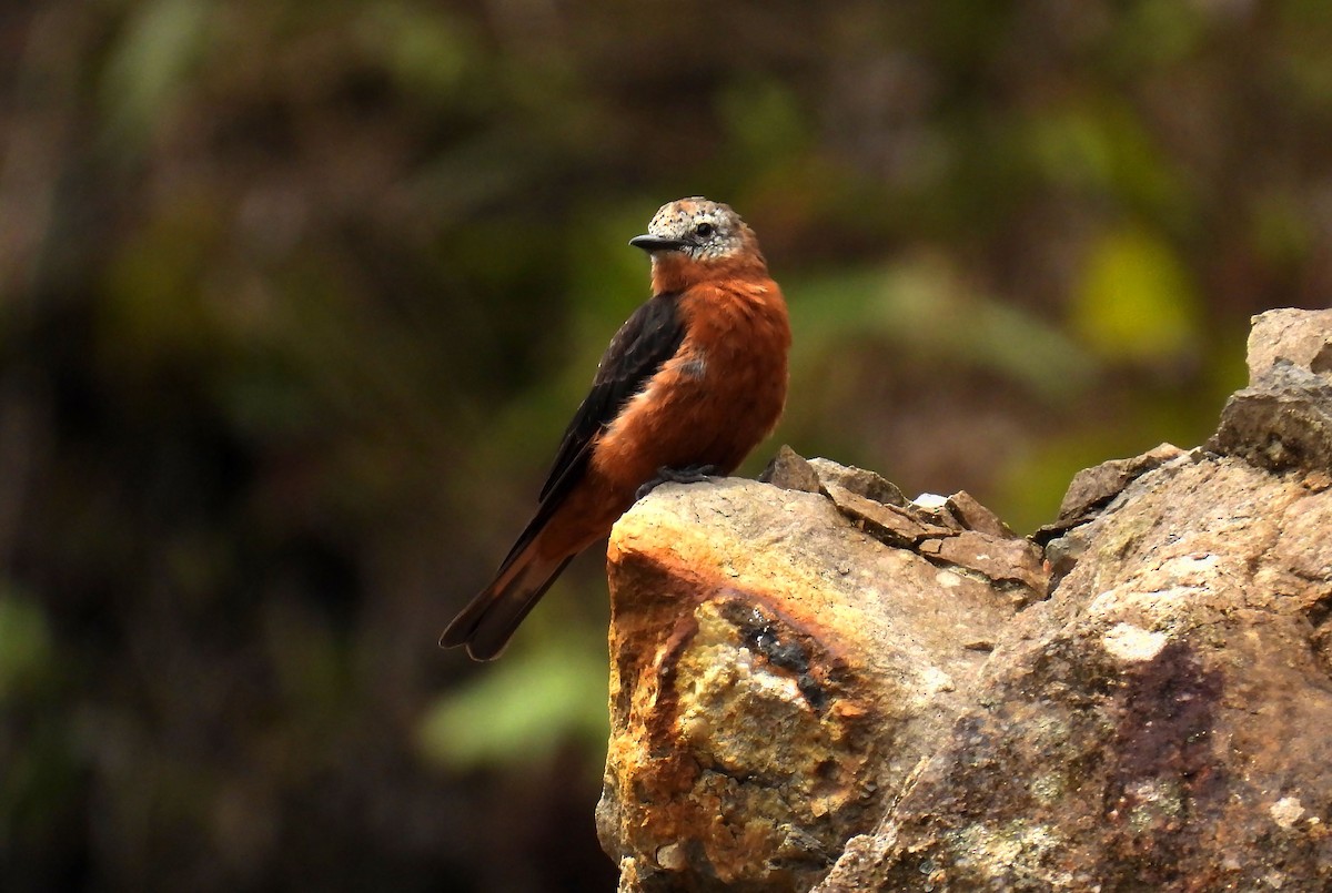 Cliff Flycatcher - ML646621128