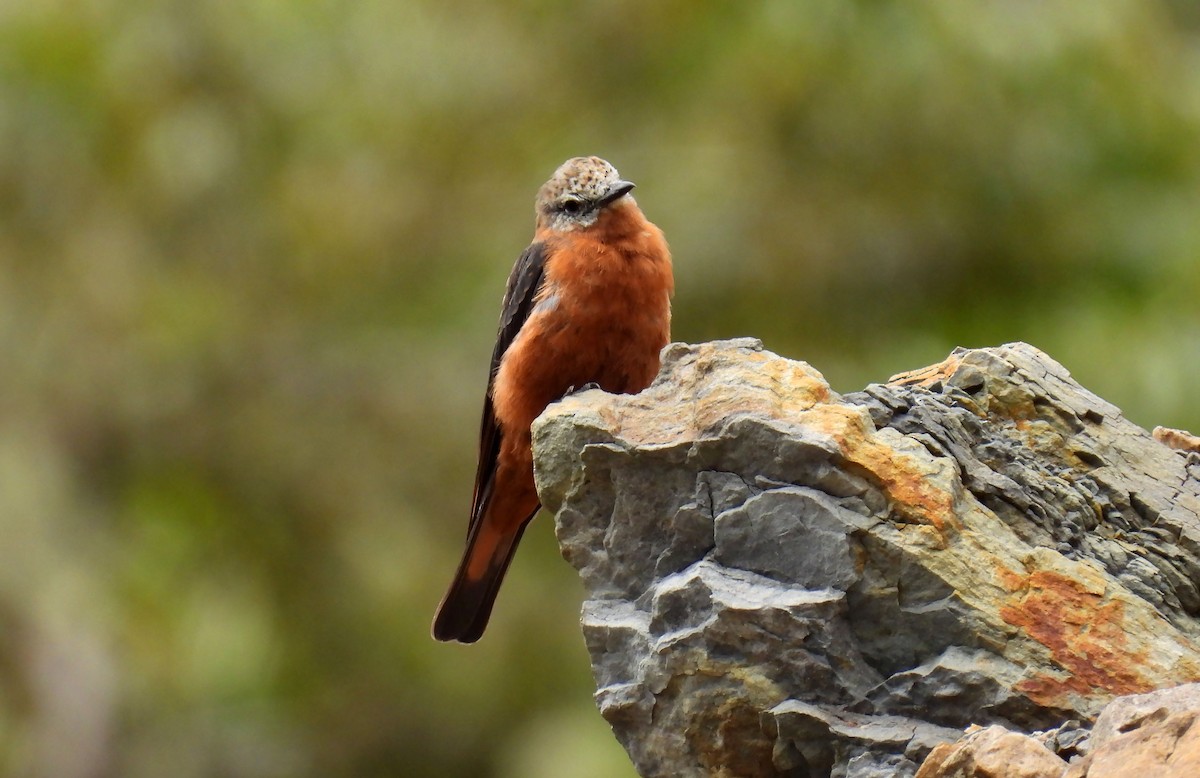 Cliff Flycatcher - ML646621129