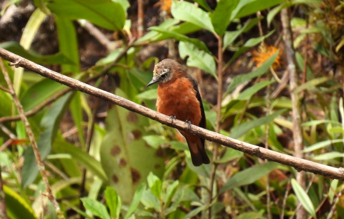 Cliff Flycatcher - ML646621130