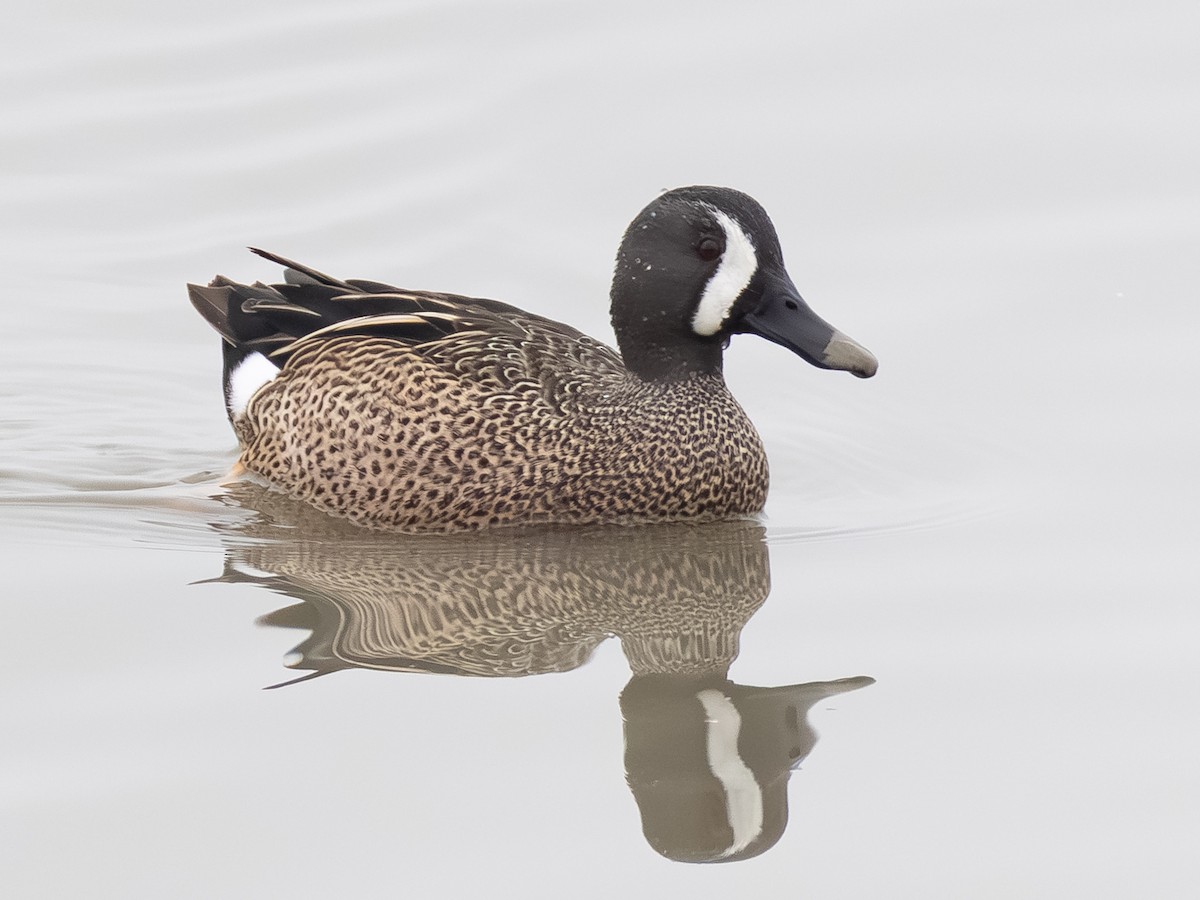 Blue-winged Teal - ML646621135