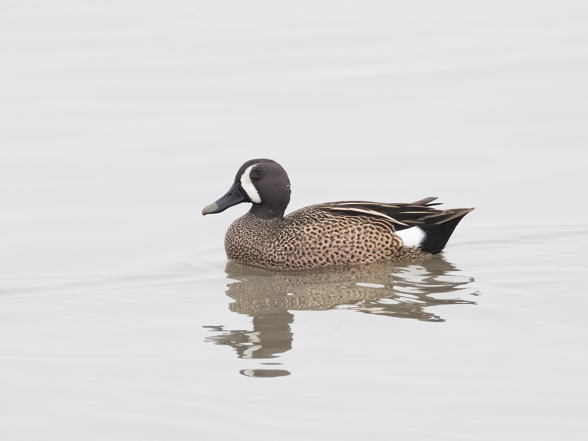 Blue-winged Teal - ML646621136