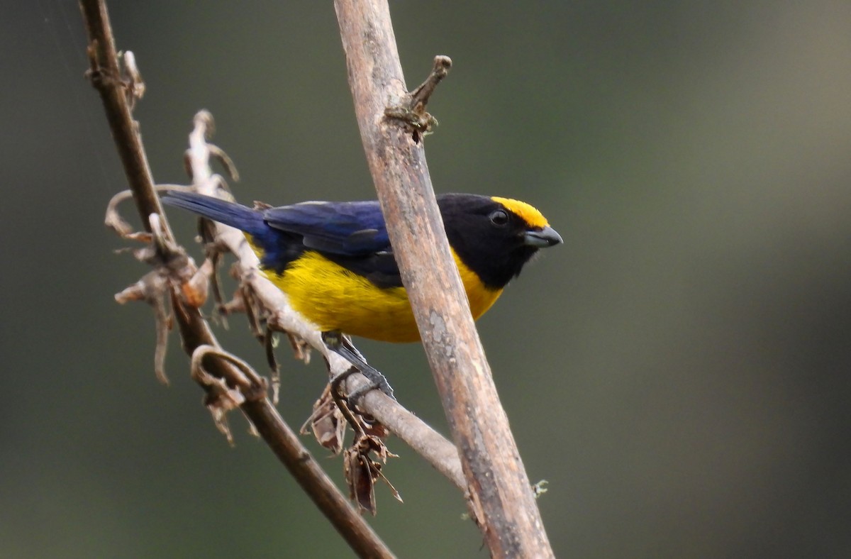 Orange-bellied Euphonia - ML646621137