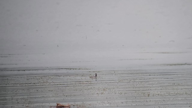 Пірникоза червоношия - ML646621138