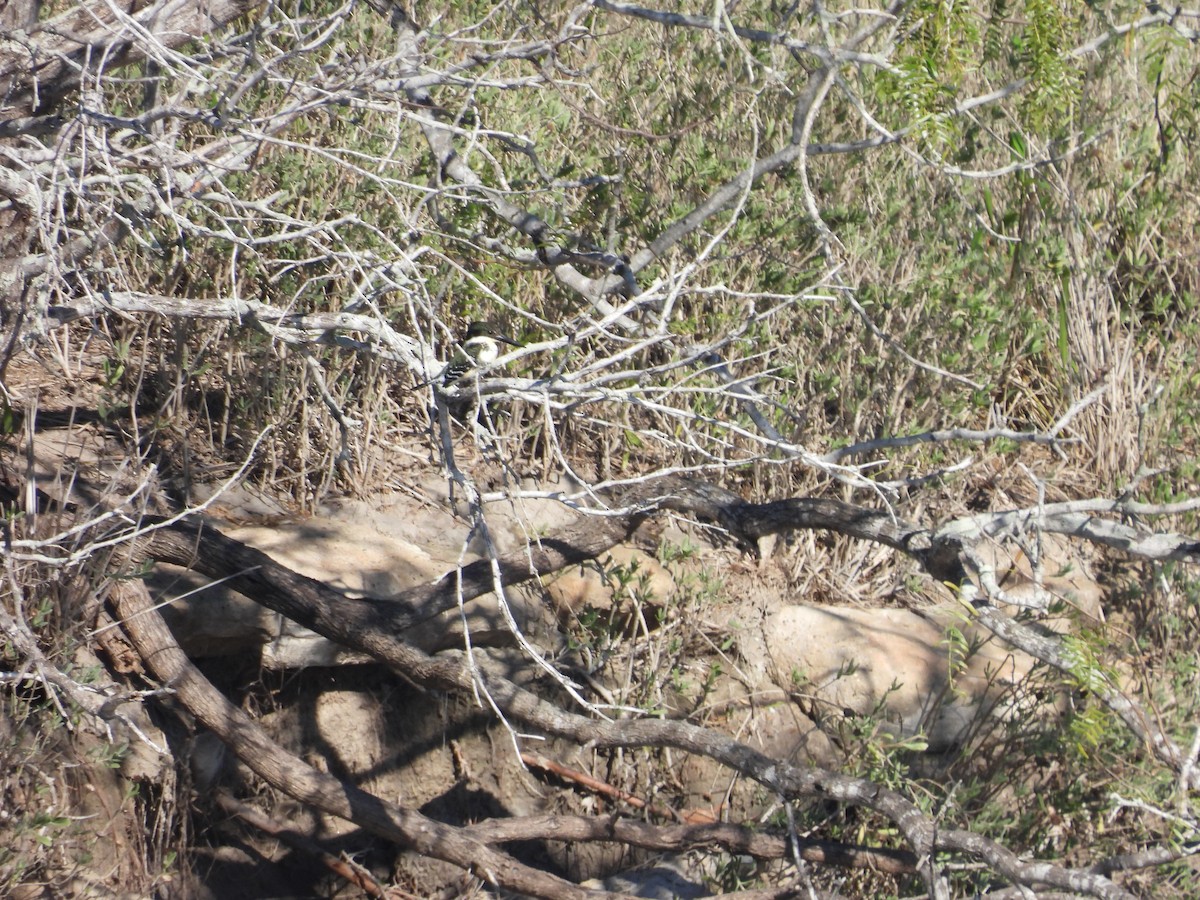 Green Kingfisher - ML646621143