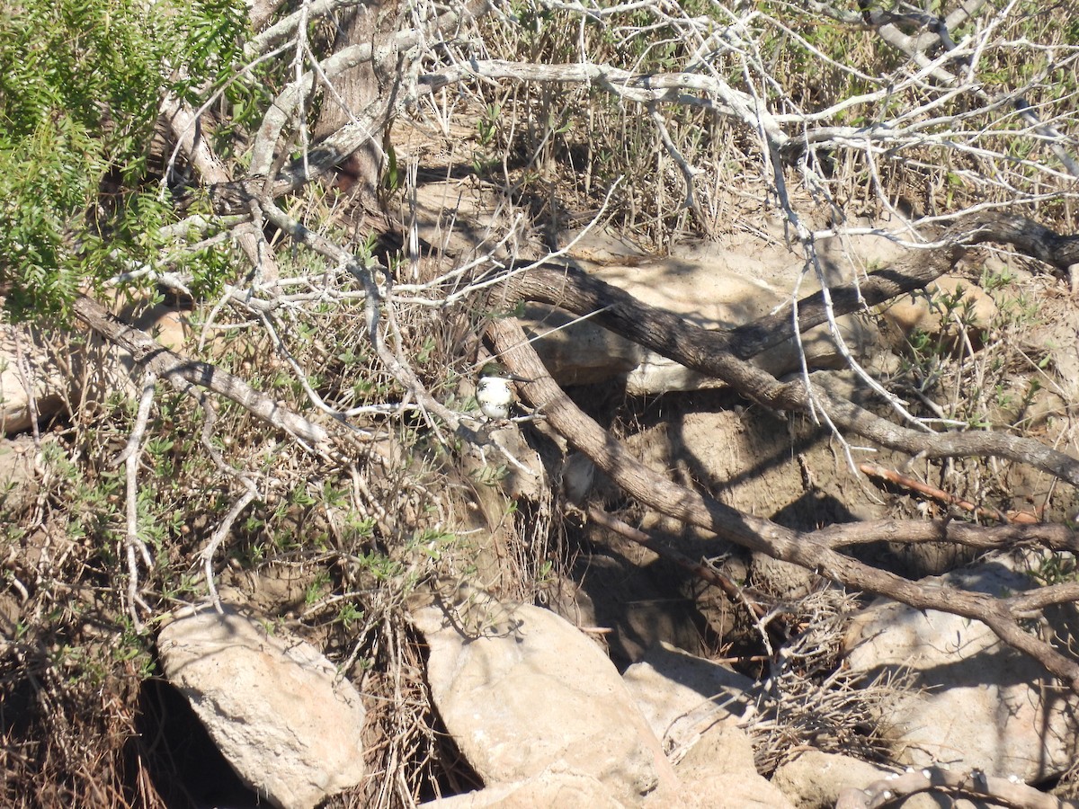Green Kingfisher - ML646621145